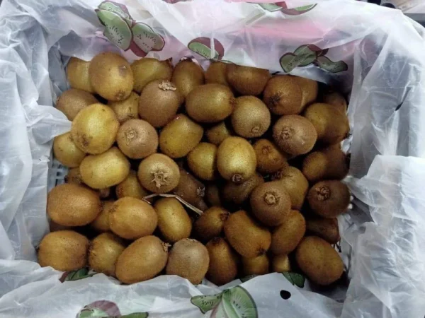 ⁦كيوي 500 جرام⁩ - الصورة ⁦2⁩