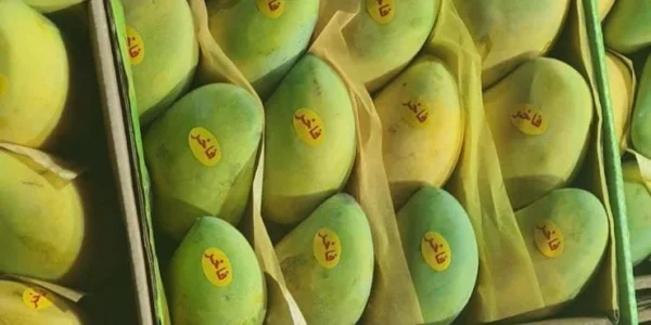 ⁦مانجو عويس 1 كيلو⁩ - الصورة ⁦3⁩