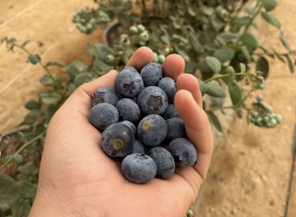 ⁦بلوبيري 250 جرام⁩ - الصورة ⁦3⁩